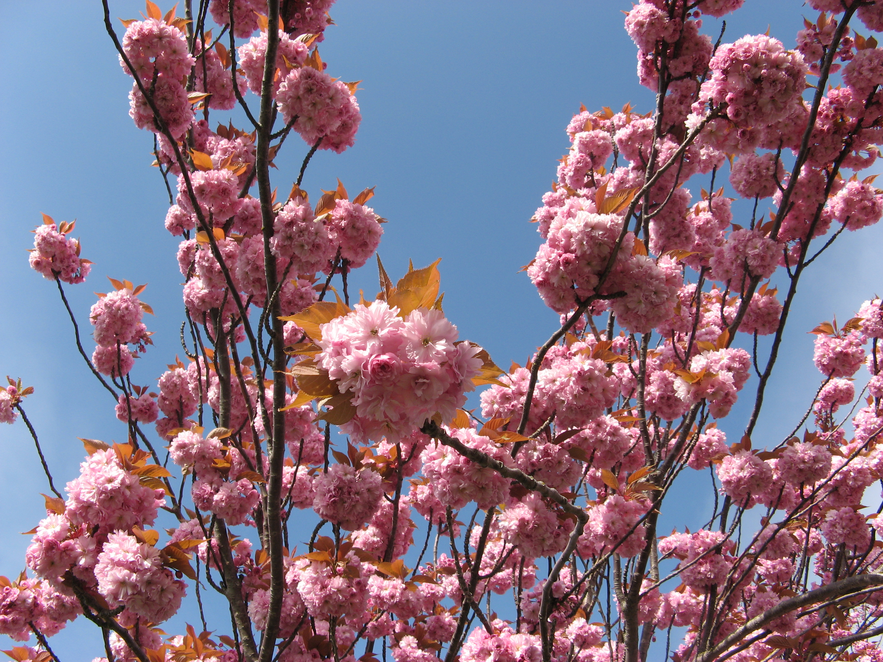 tree branches full of blossoming flowers