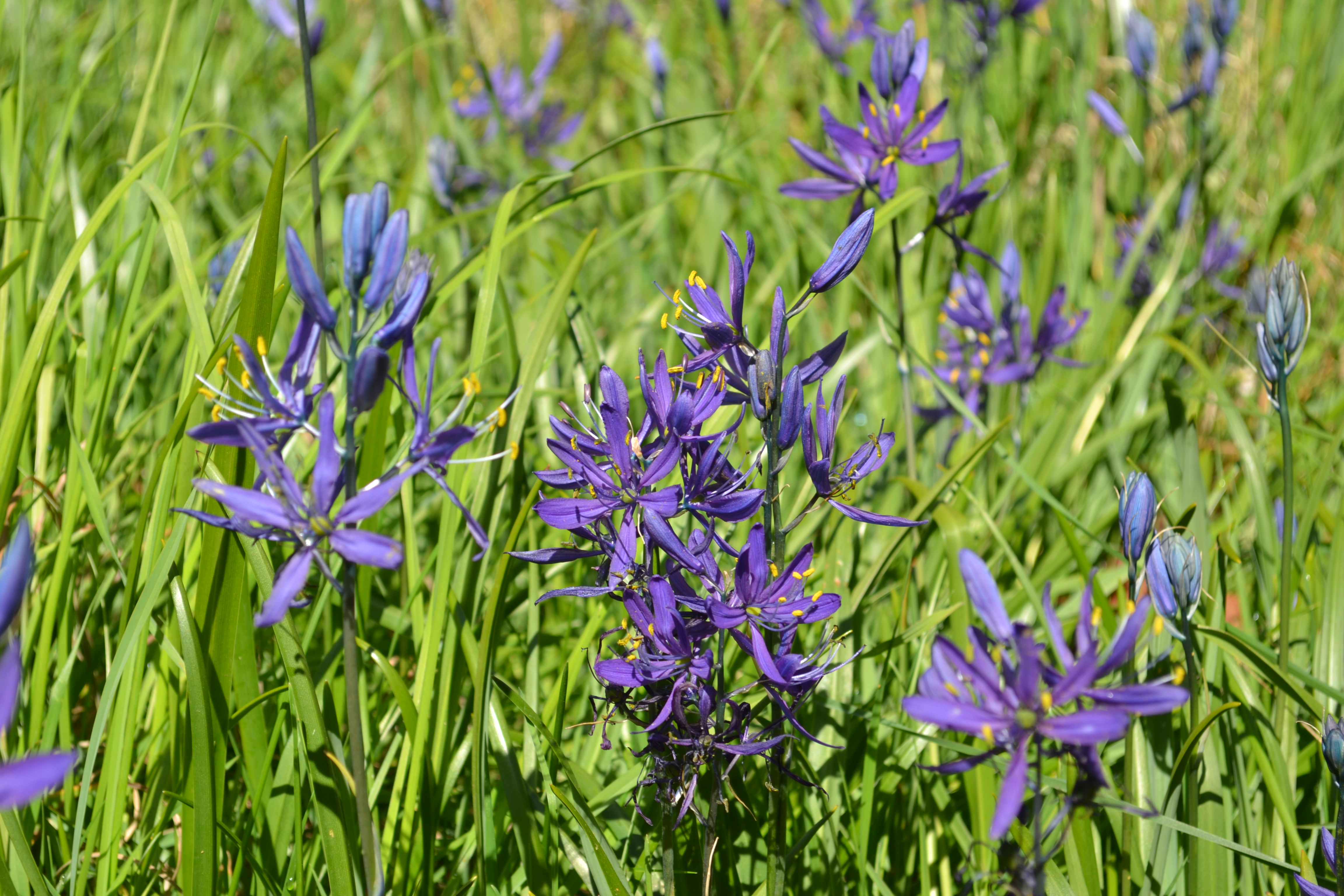 purple flowers in green grass