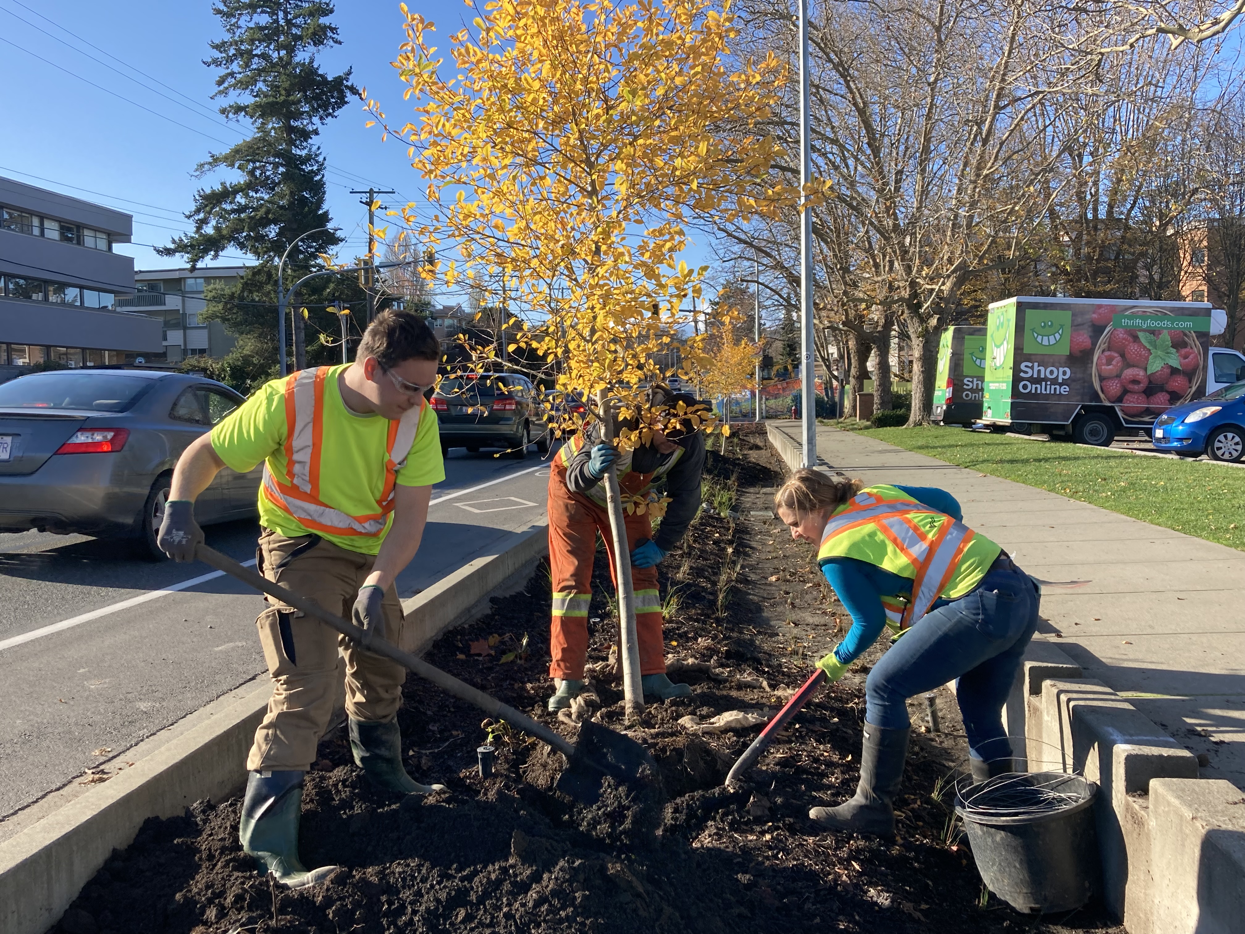 city workers installing trees into a boulevard 