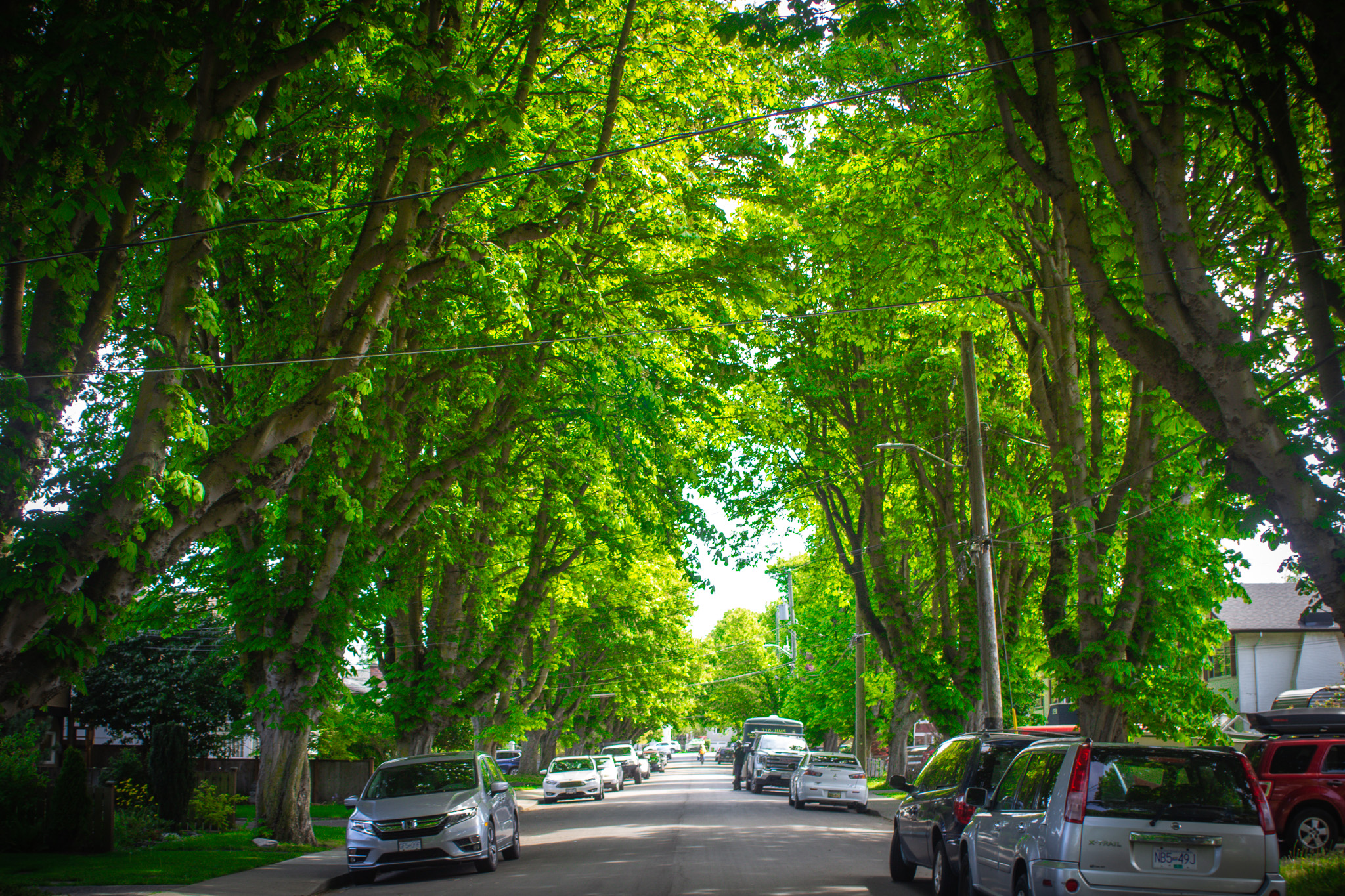 a city street with tall healthy trees