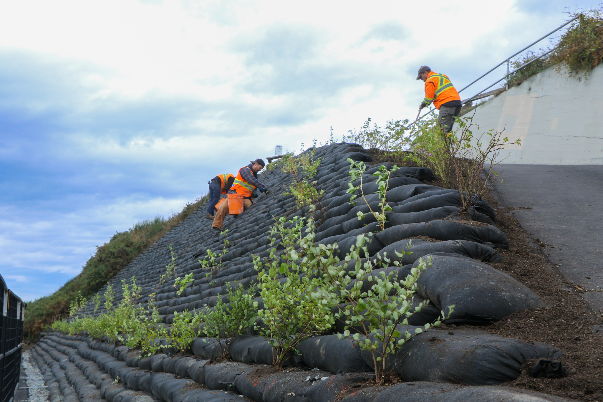 construction workers installing a living-wall next to a highway
