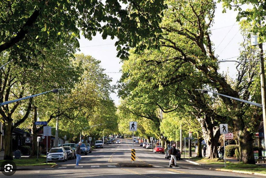 a city street full of trees