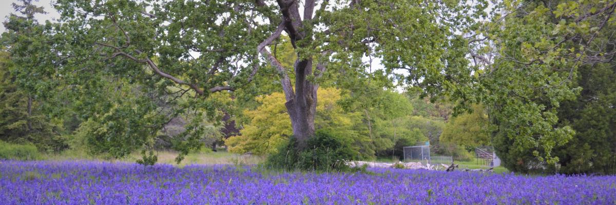 a field of lavender with trees