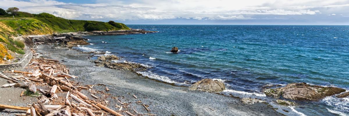 An ocean beach with drift wood and blue skies
