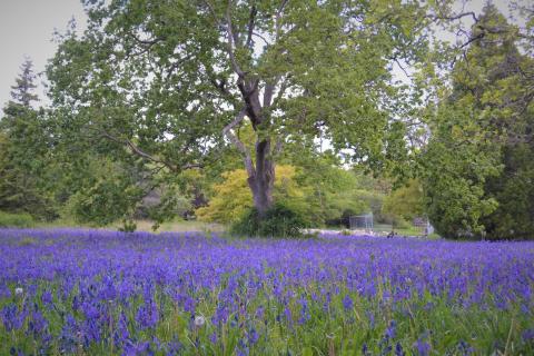 a field of lavender with trees