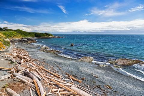 An ocean beach with drift wood and blue skies